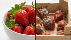 Diese 3 Lebensmittel solltest du nach dem Einkauf nicht waschen