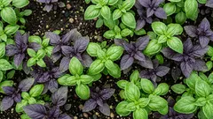 Basilikum im Freiland: so gelingt der Anbau in Deutschland trotz kühler Nächte