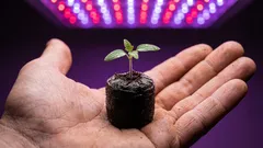 Warum Pflanzen unter großen Töpfen leiden und wie man die richtige Größe auswählt