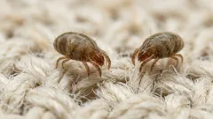 Bettmilben loswerden: 6 alltagstaugliche Massnahmen für ein ruhigeres Schlafzimmer