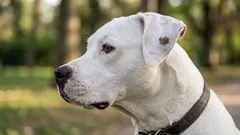 Wie Hunde für sich selbst sorgen – und was wir davon lernen können